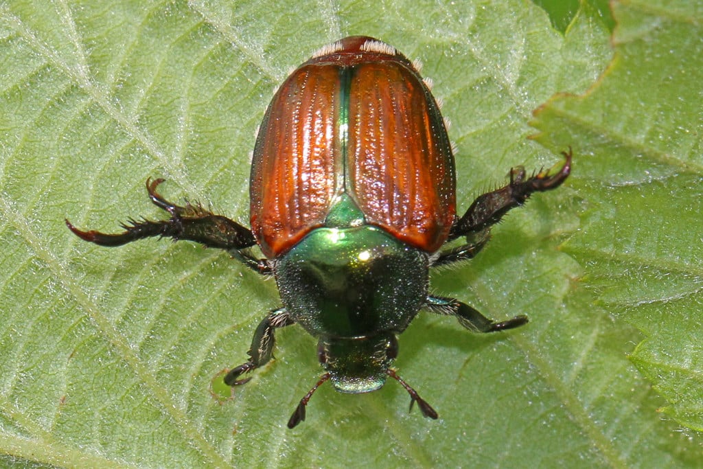 Japanese Beetle - Insects That Start With J