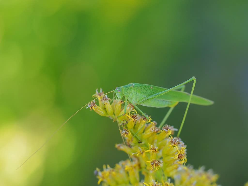 Japanese Broad-Winged Katydid