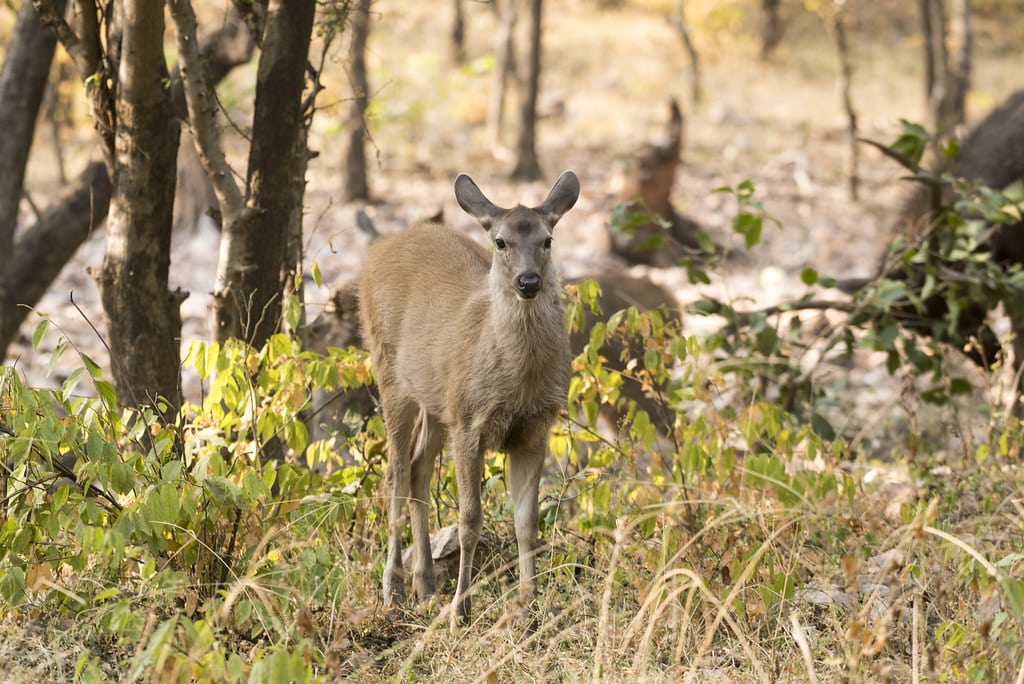 Javan Rusa (Sunda Sambar)