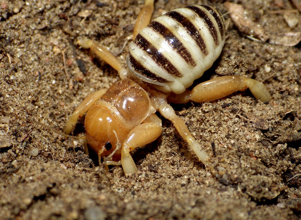 Jerusalem Cricket