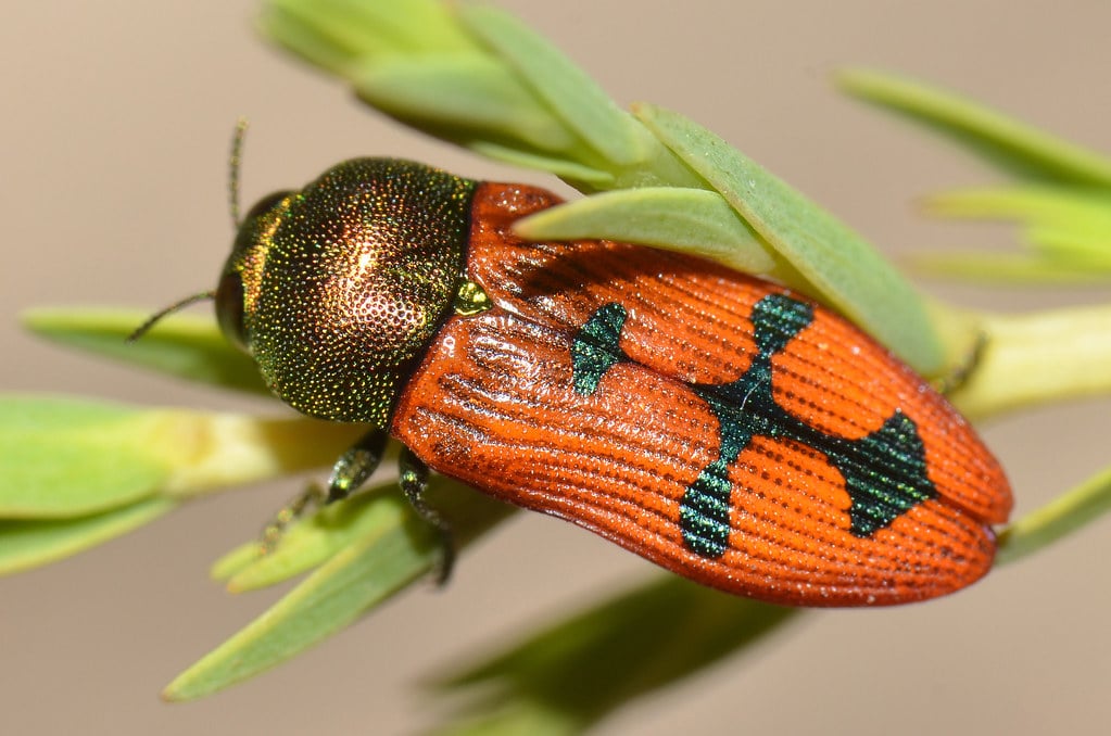 Jewel Beetle