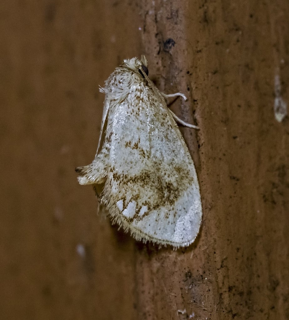 Jewel-Tailed Slug Moth