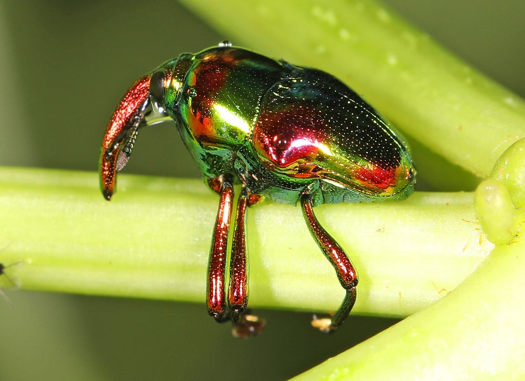 Jewel Weevil