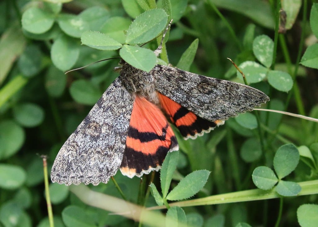 Joined Underwing Moth