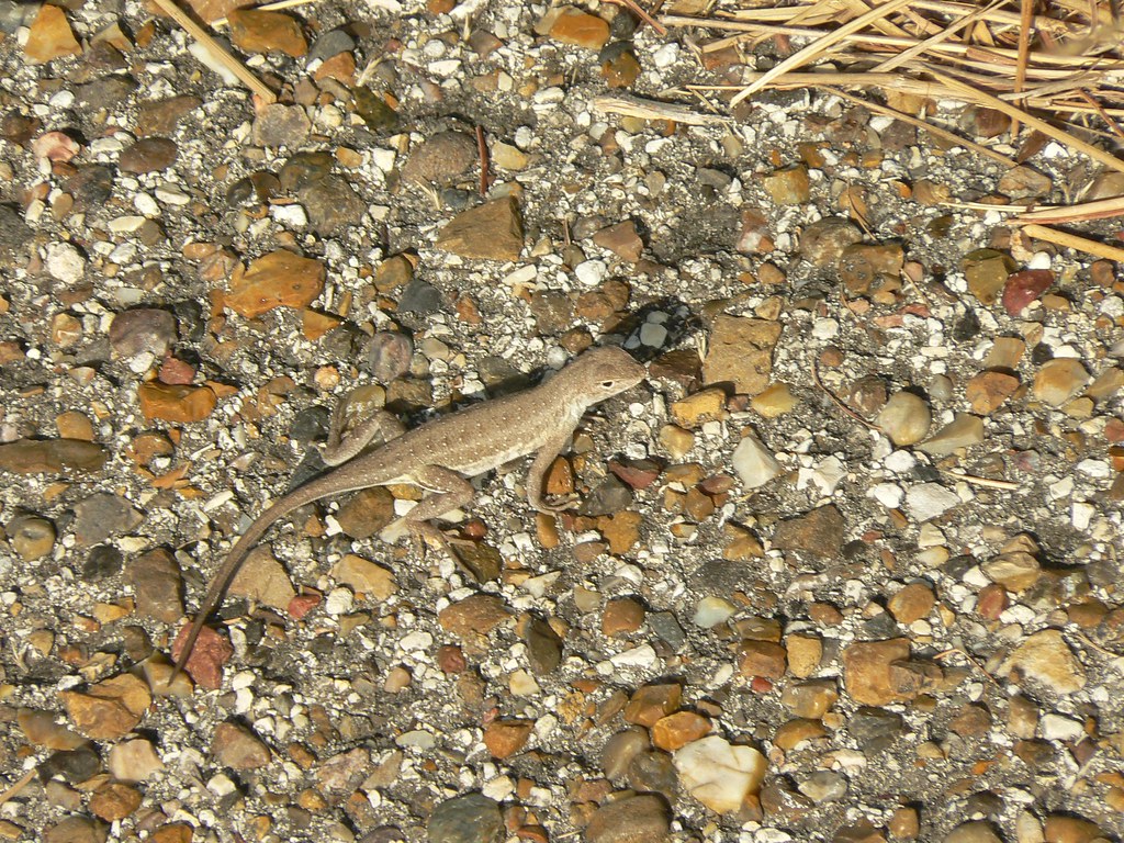 Keeled Earless Lizard