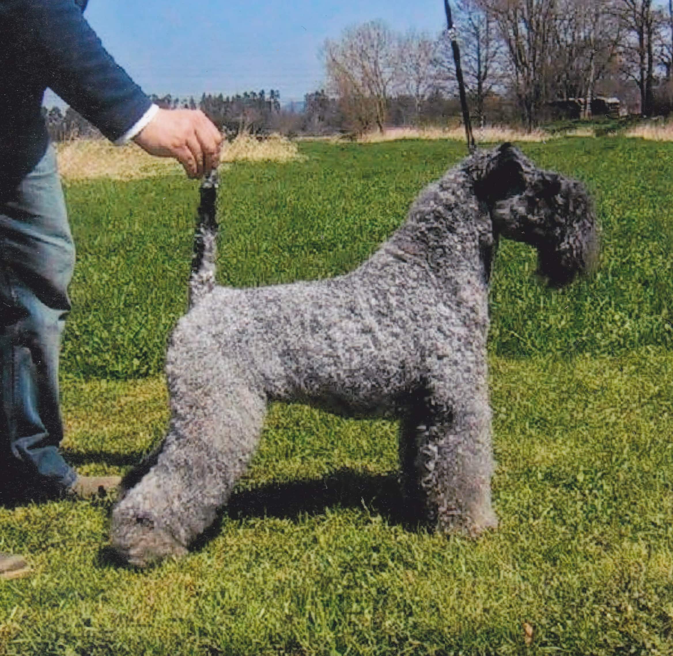 Kerry Blue Terrier - Irish Dog Breeds