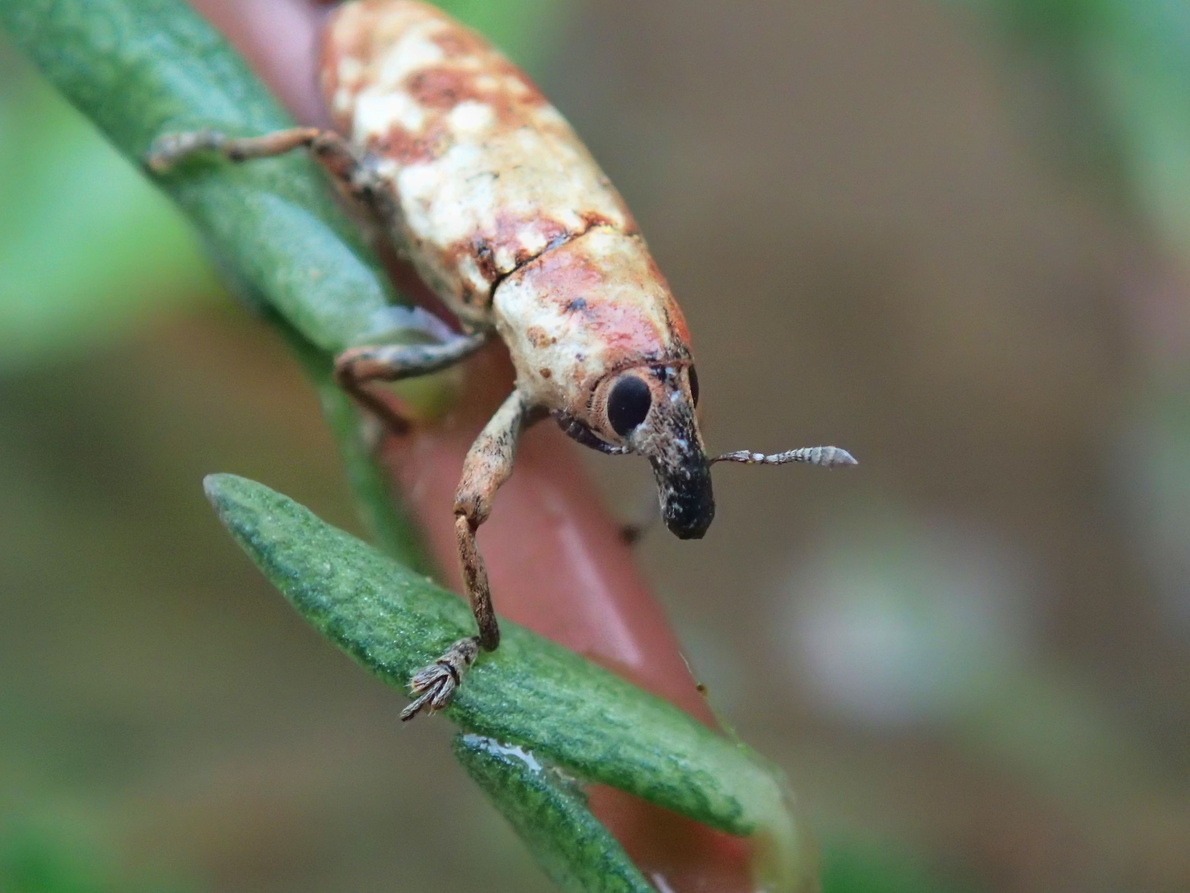 Knapweed Root Weevil