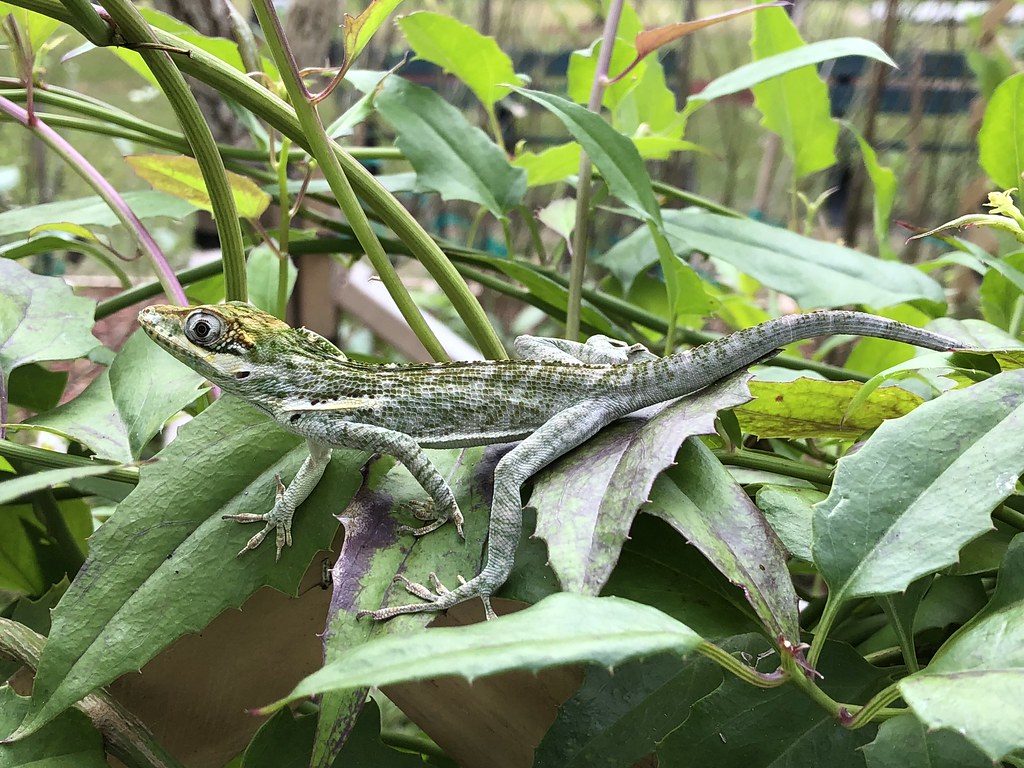 Knight Anole