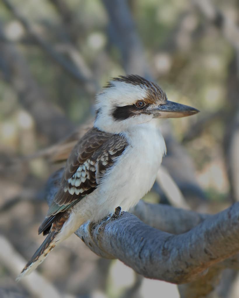 Kookaburras