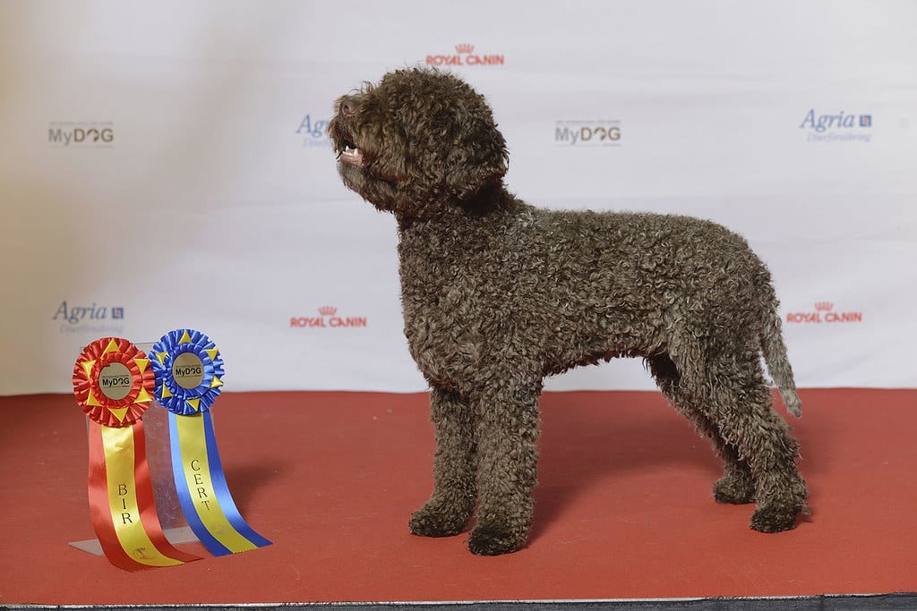 Lagotto Romagnolo
