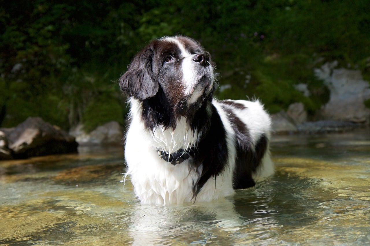 Landseer Dog