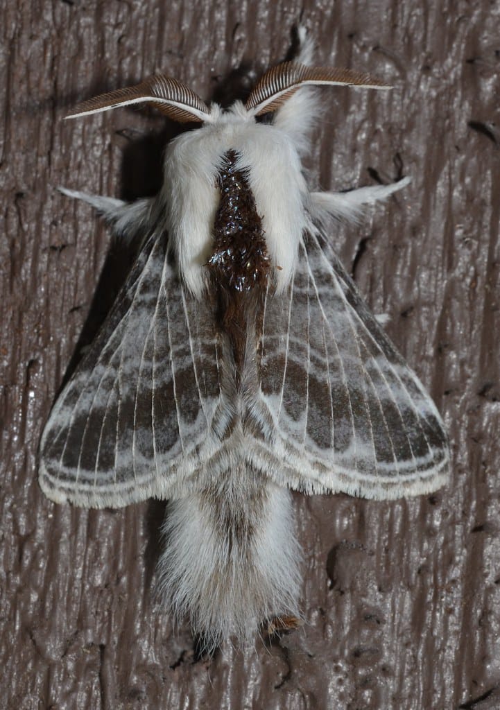Large Tolype Moth