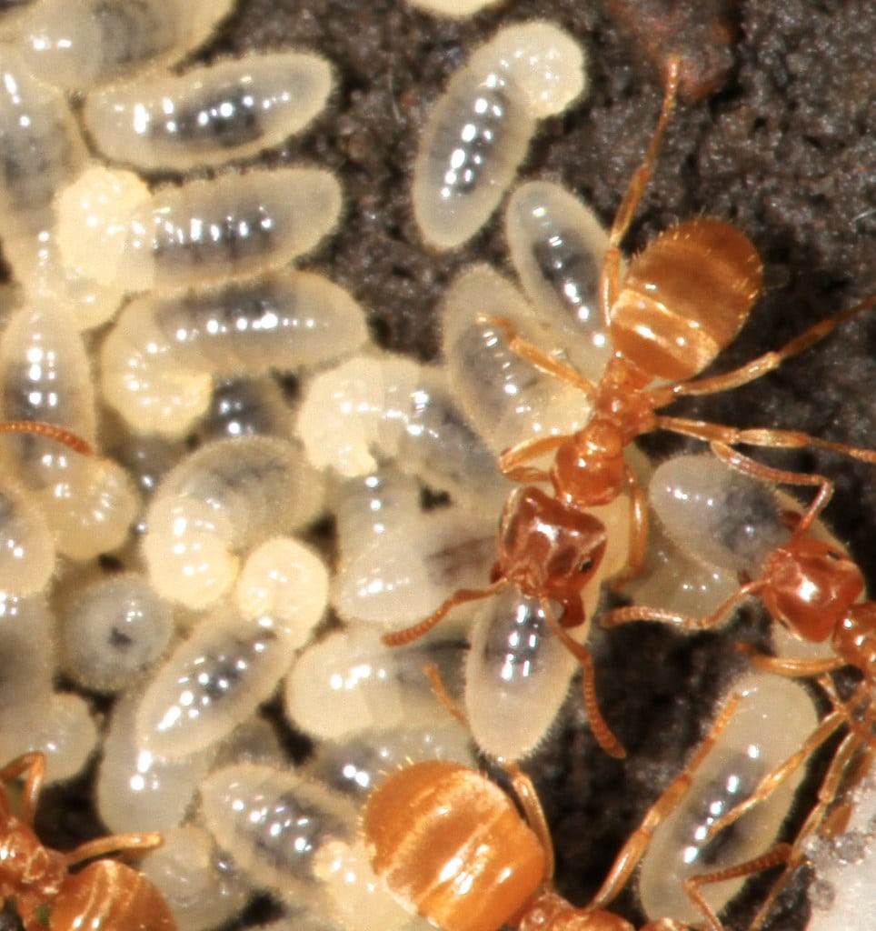 Larger Yellow Ant