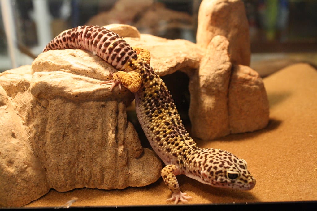 Leopard Geckos - Animals That Eat Crickets