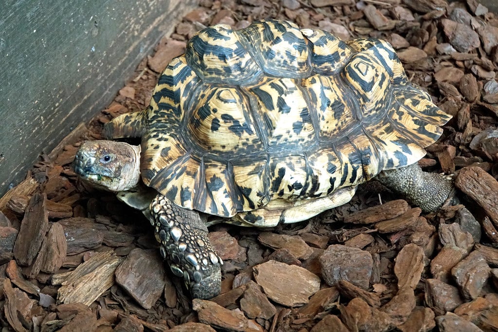 Leopard Tortoise