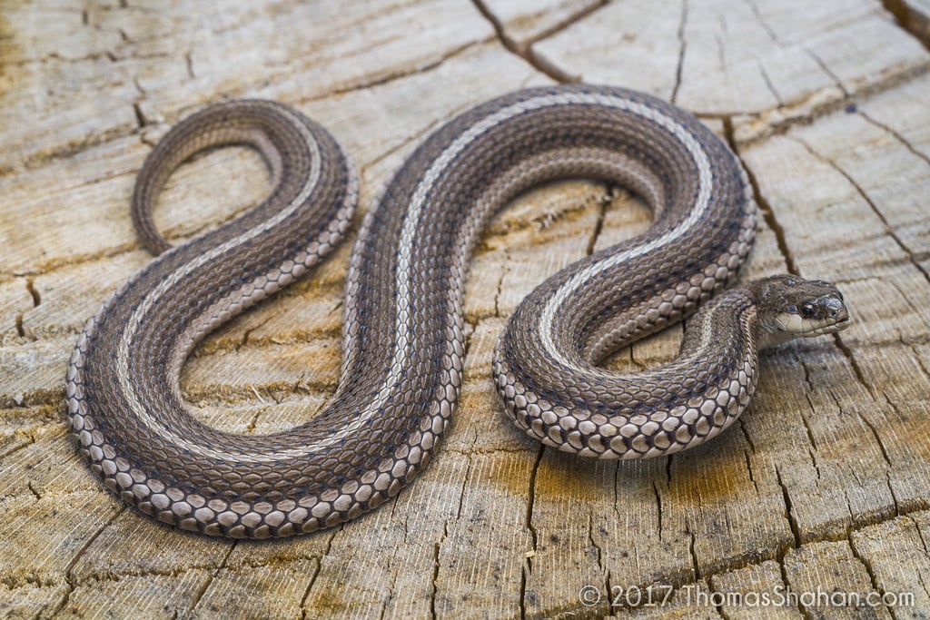Lined Snake