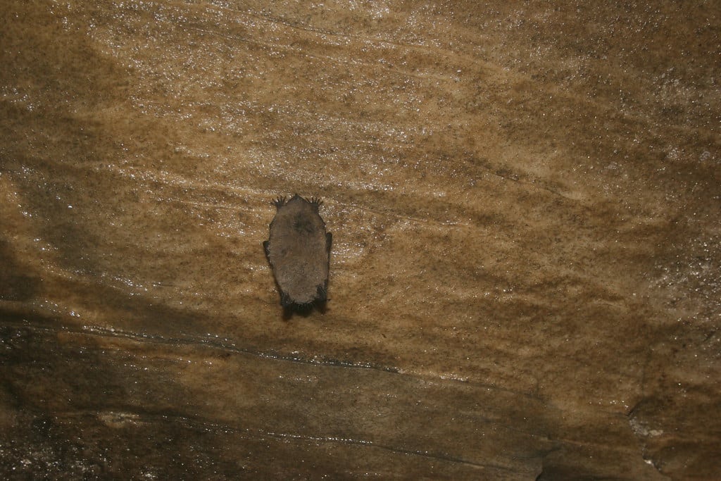 Little Brown Bat - Types of Bats in Chicago