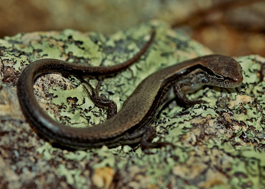 Little Brown Skink