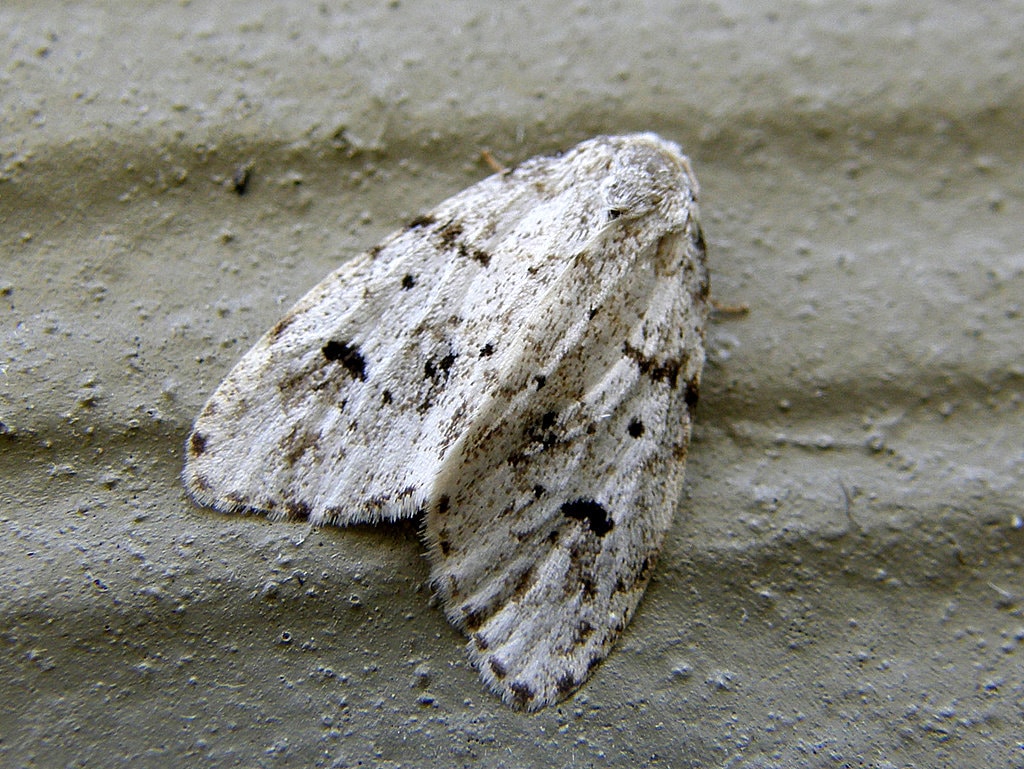 Little White Lichen Moth - Types of Moths in Oregon