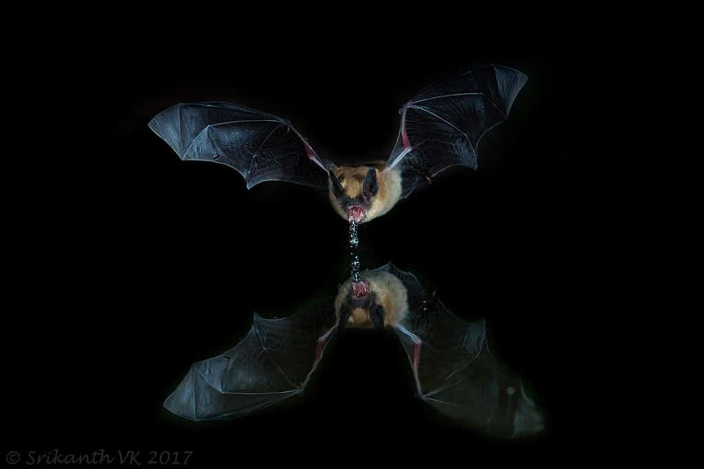 Long-eared Myotis - Types Of Bats In Oregon