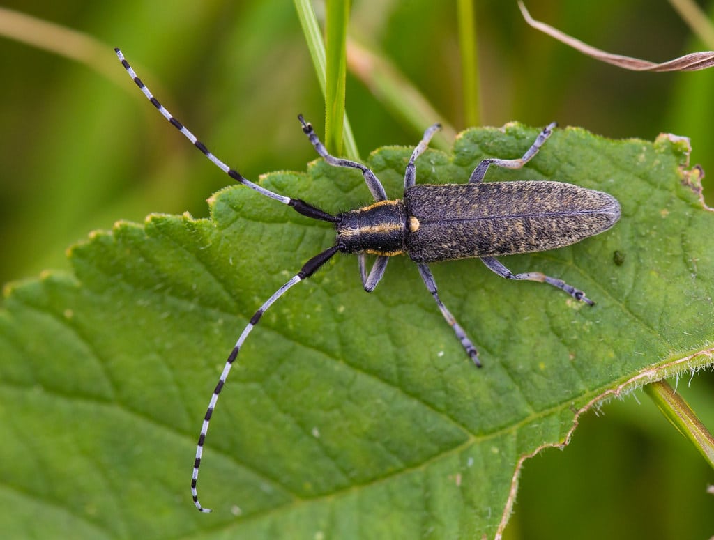 Long-Horned Beetle