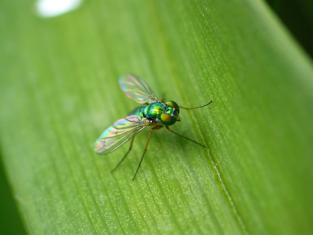Long-legged Fly - Types of Flies in Wisconsin