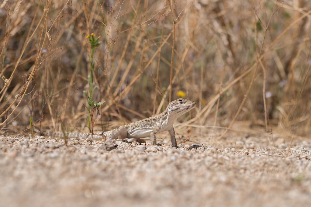 Long-Nosed Leopard Lizard