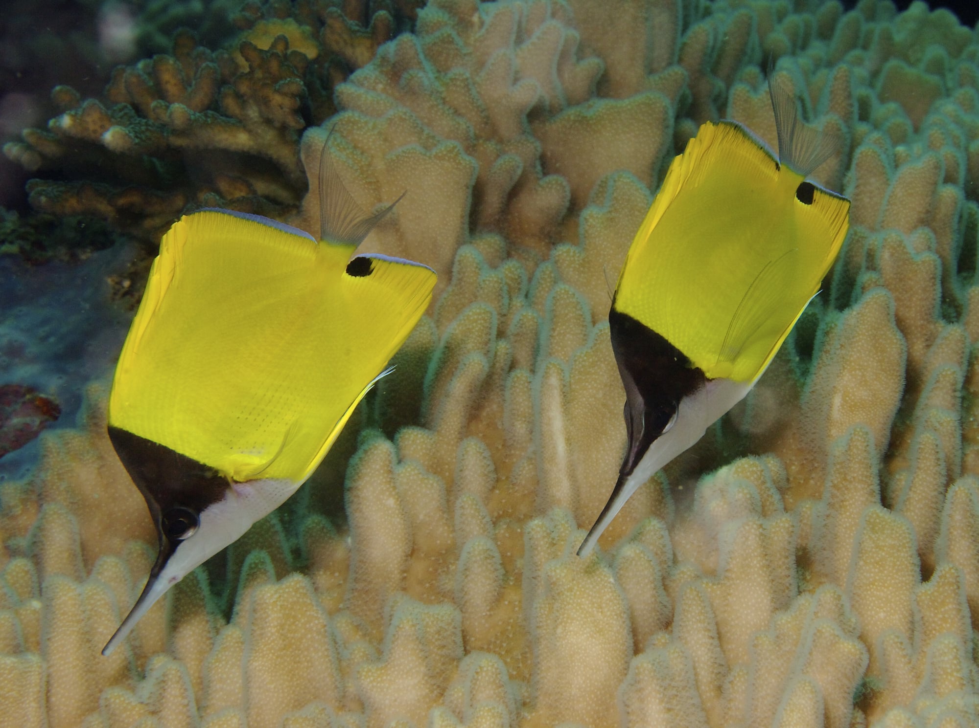 Longnose Butterflyfish