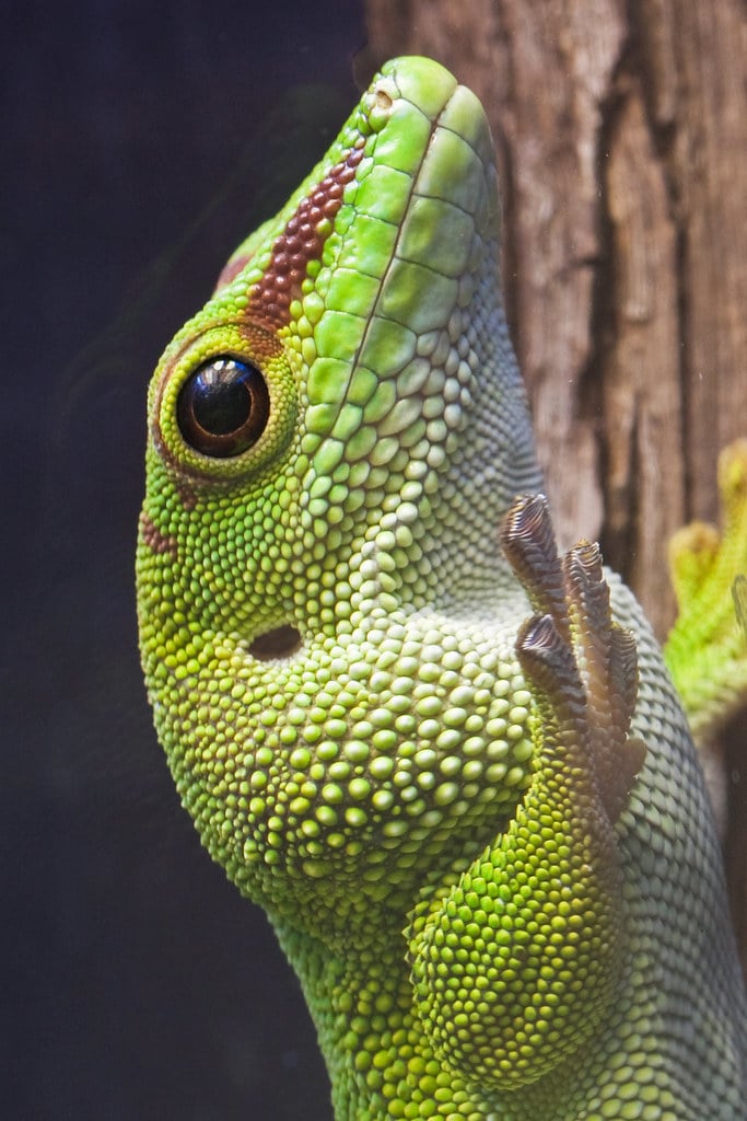 Madagascar Giant Day Gecko