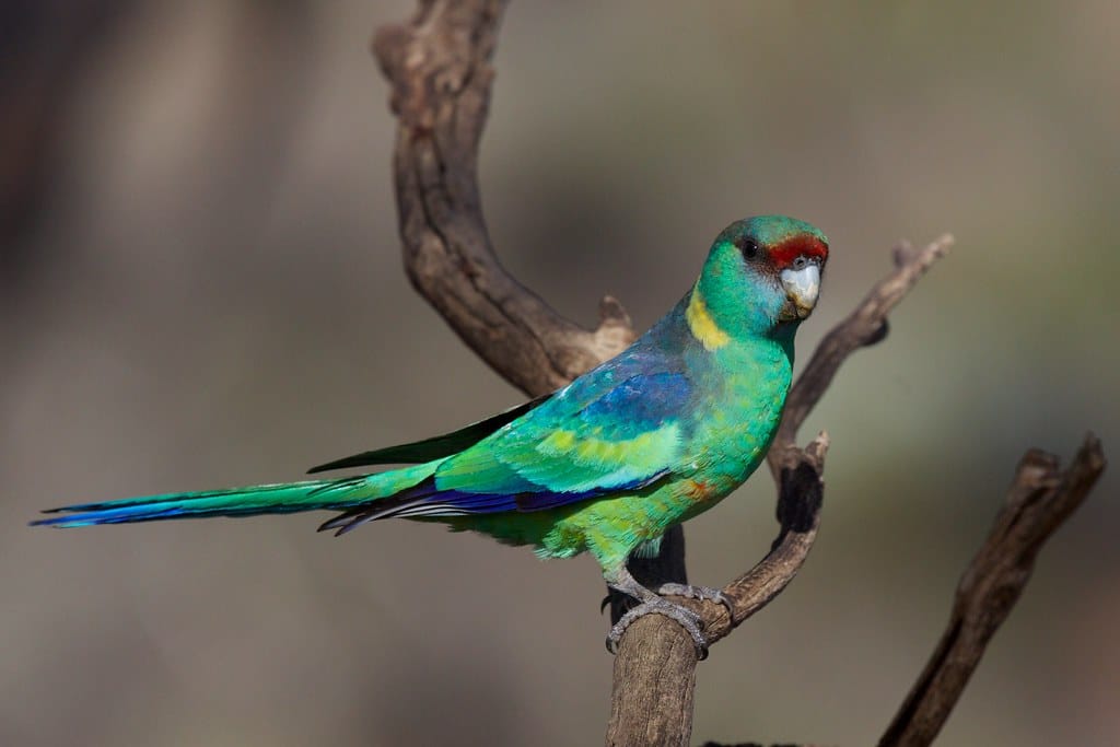 Mallee Ringneck