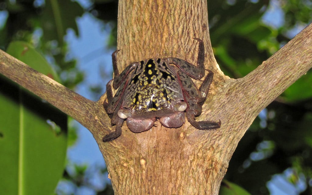 Mangrove Tree Crab