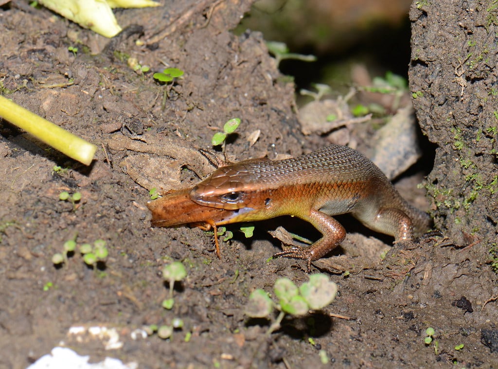 Many-Lined Skink