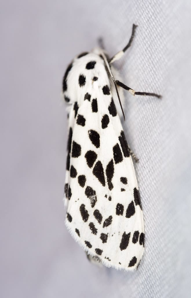 Many-Spotted Tiger Moth