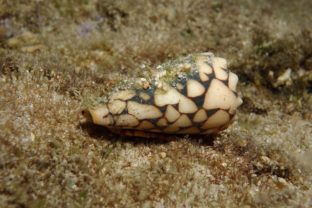 Marbled Cone Snail