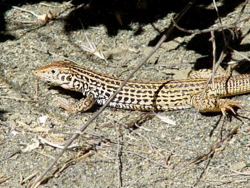Marbled Whiptail