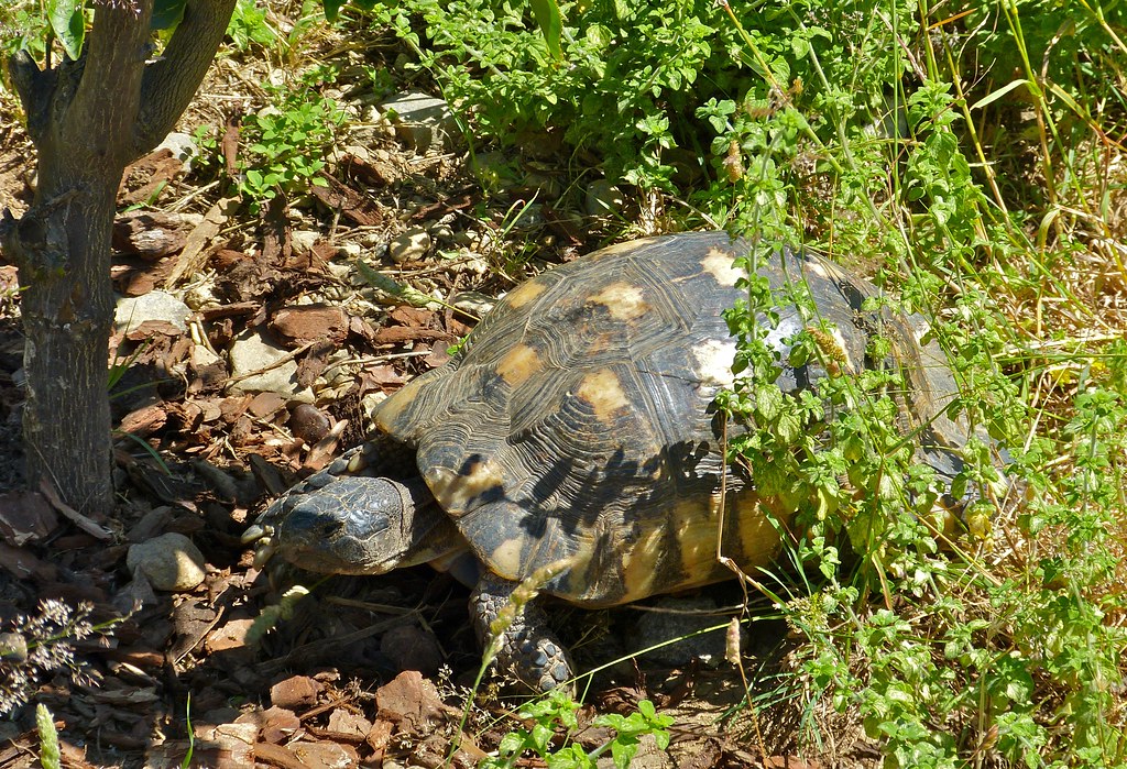 Marginated Tortoise