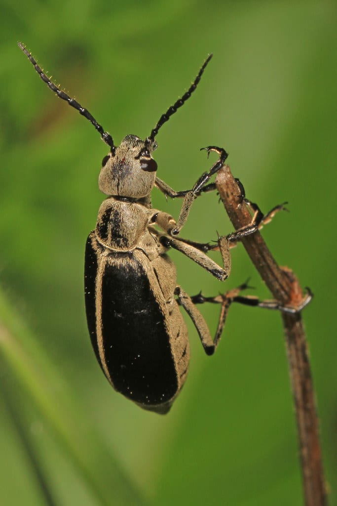 Margined Blister Beetle