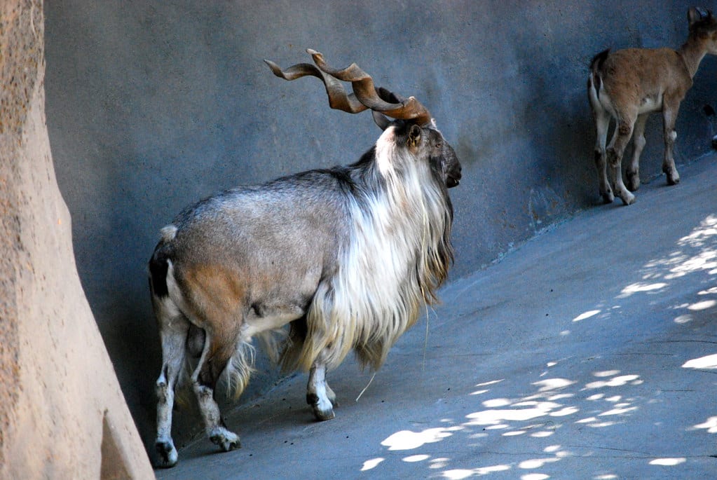 Markhor