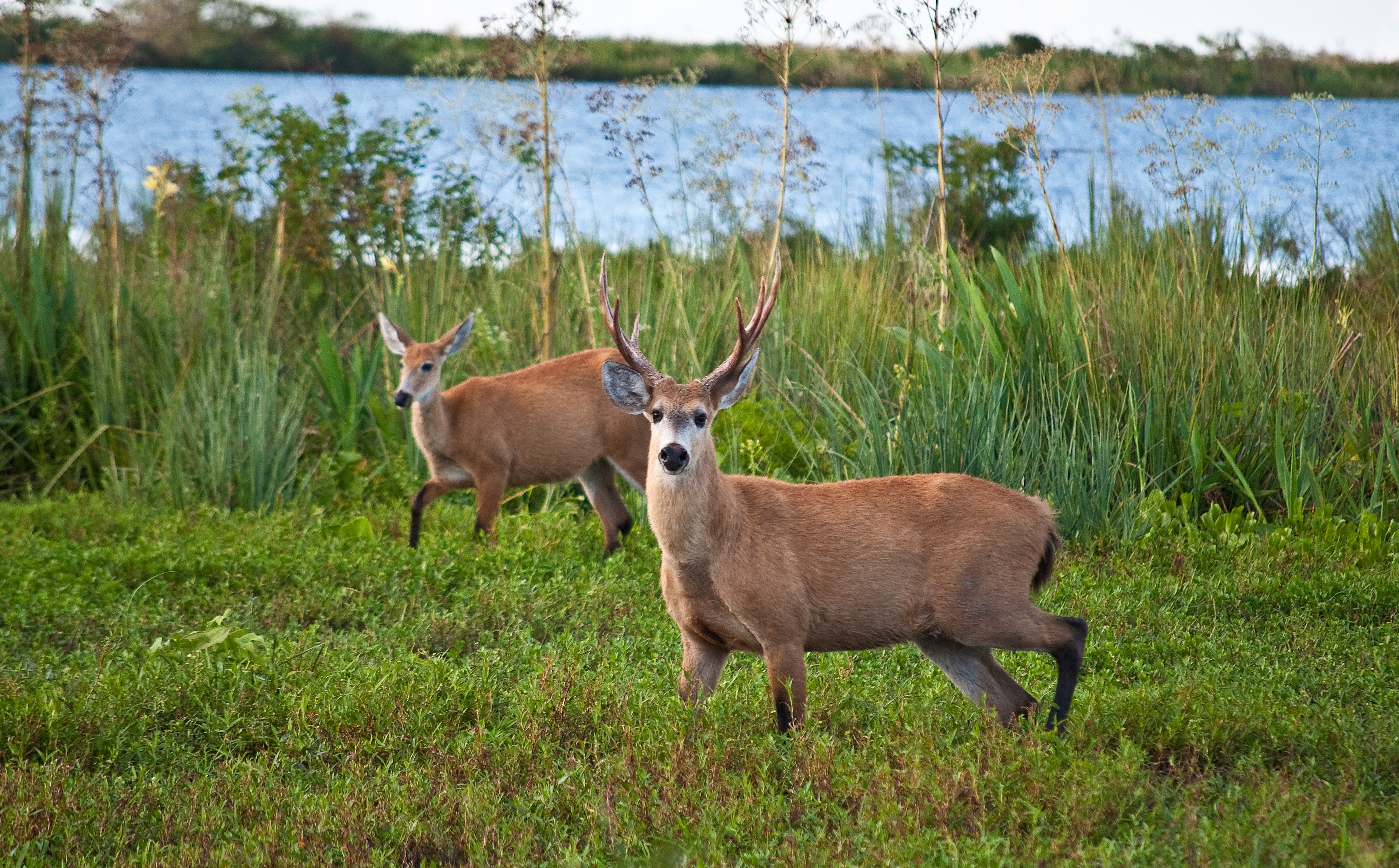 Marsh Deer