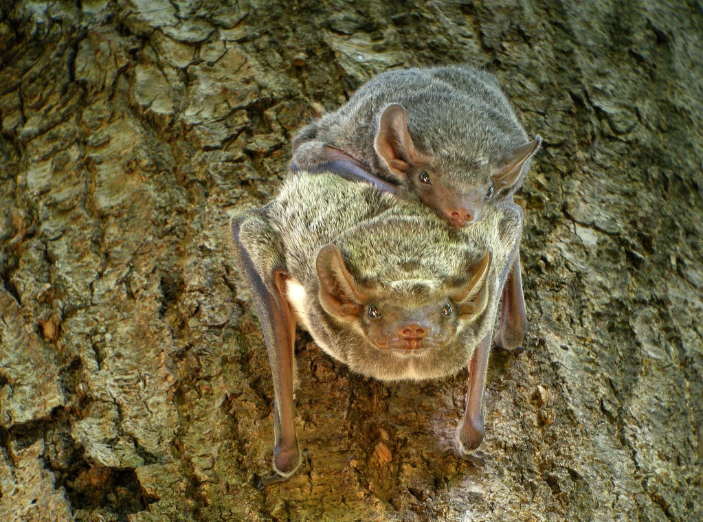 Mauritian Tomb Bats