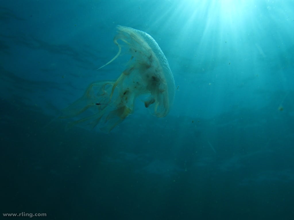 Mauve Stinger or Purple Jellyfish