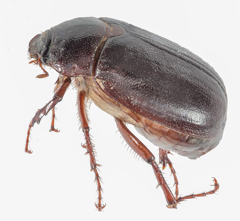 May Beetle