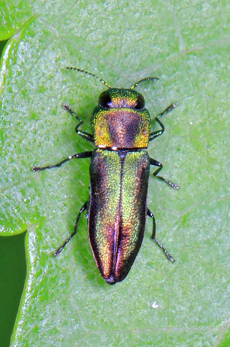 Metallic Wood-boring Beetle