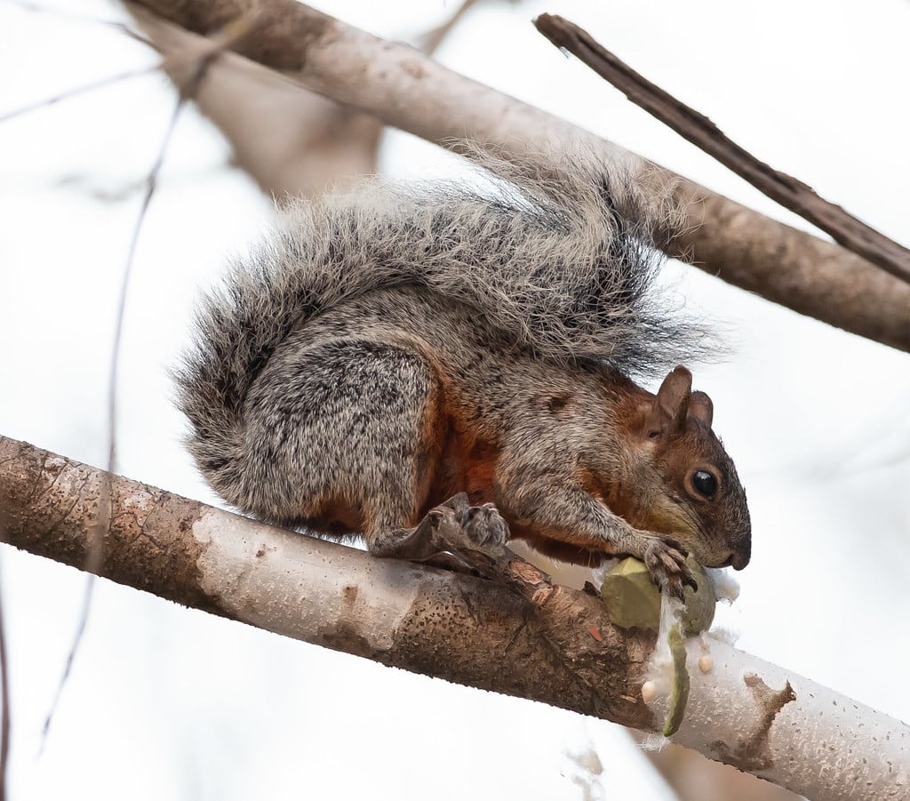 Mexican Gray Squirrel