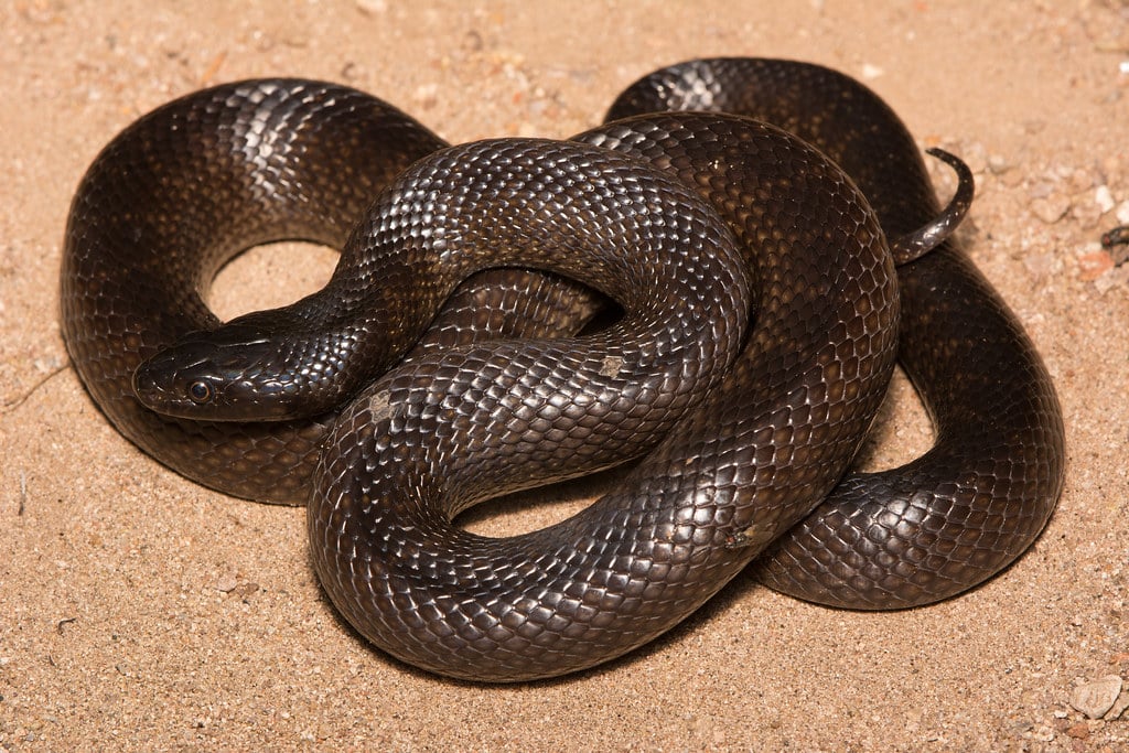 Mexican Kingsnake