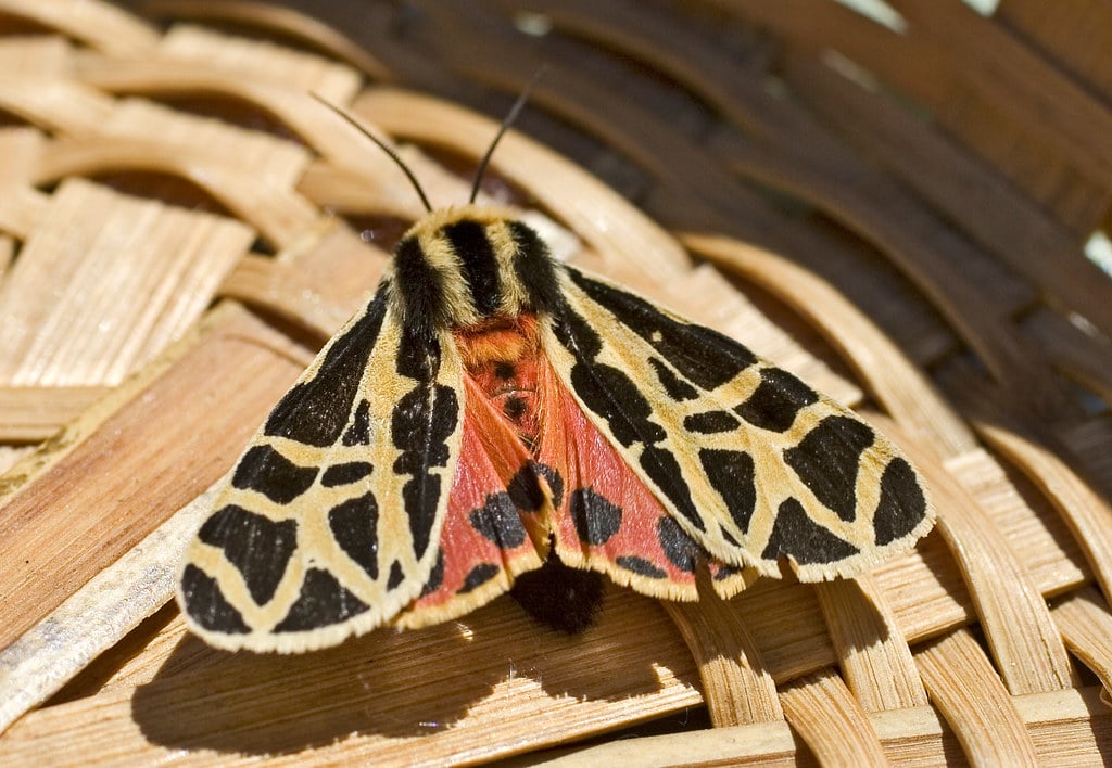 Mexican Tiger Moth