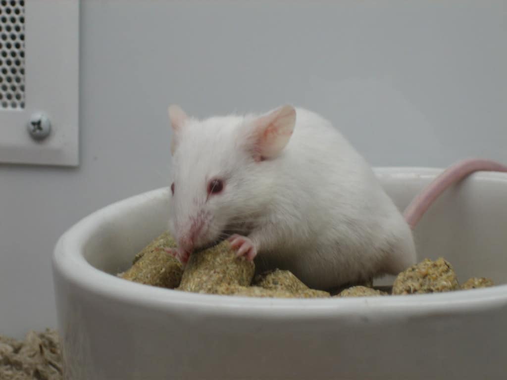 Mices - Animals That Eat Pumpkins