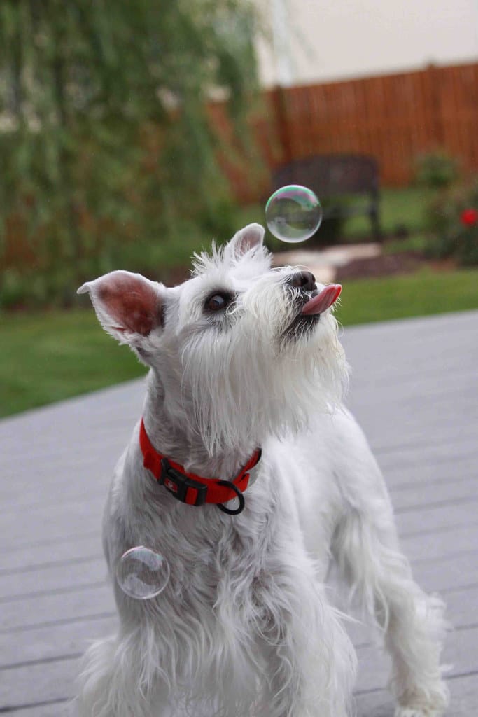 Miniature Schnauzer