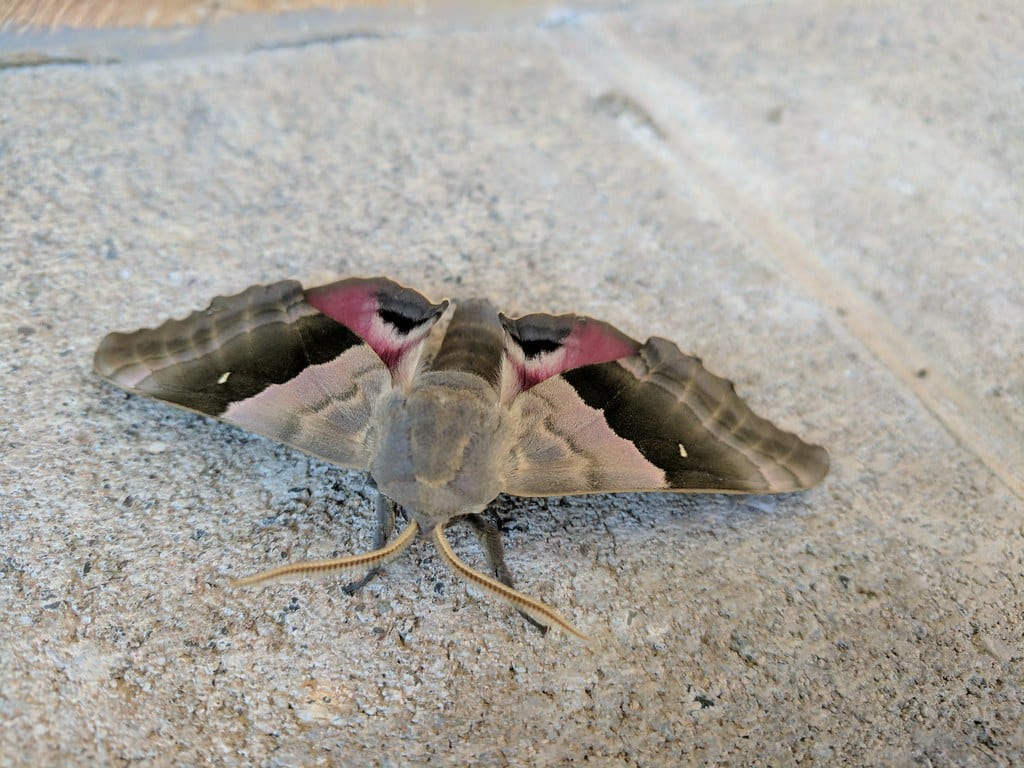 Modest Sphinx Moth - Types of Moths in Oregon