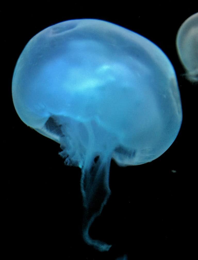 Moon Jellyfish